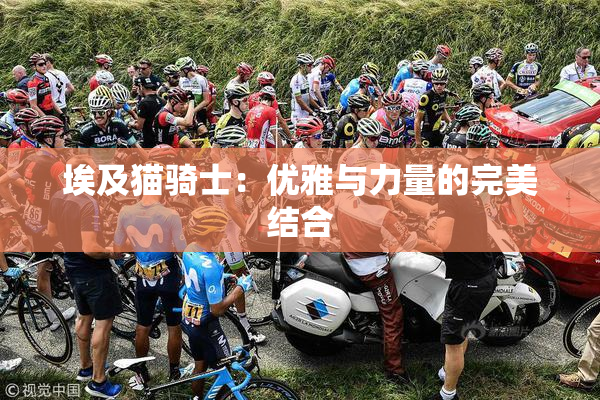 埃及猫骑士：优雅与力量的完美结合