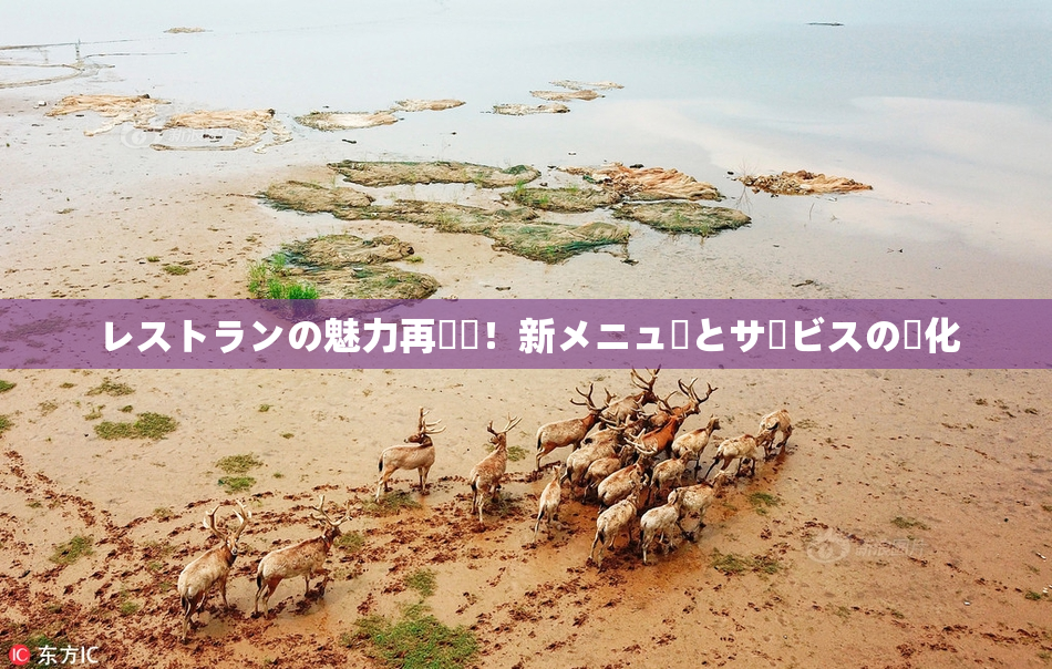 レストランの魅力再発見！新メニューとサービスの進化