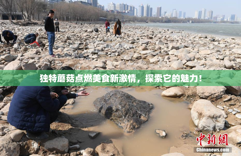独特蘑菇点燃美食新激情，探索它的魅力！