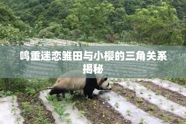 鸣重迷恋雏田与小樱的三角关系揭秘