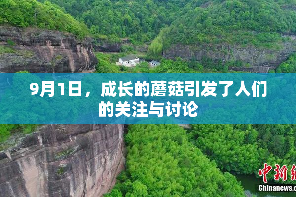 9月1日，成长的蘑菇引发了人们的关注与讨论