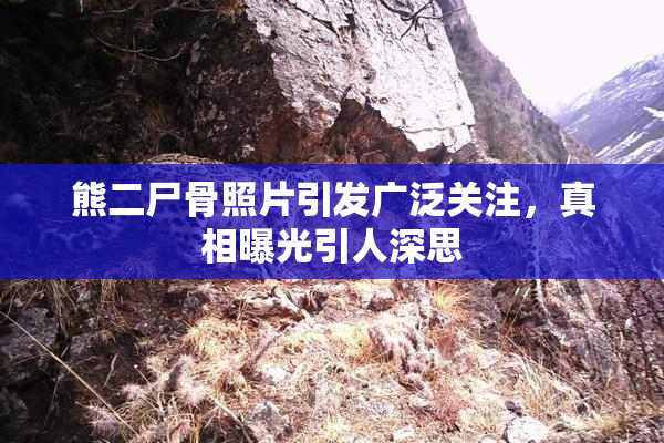熊二尸骨照片引发广泛关注，真相曝光引人深思
