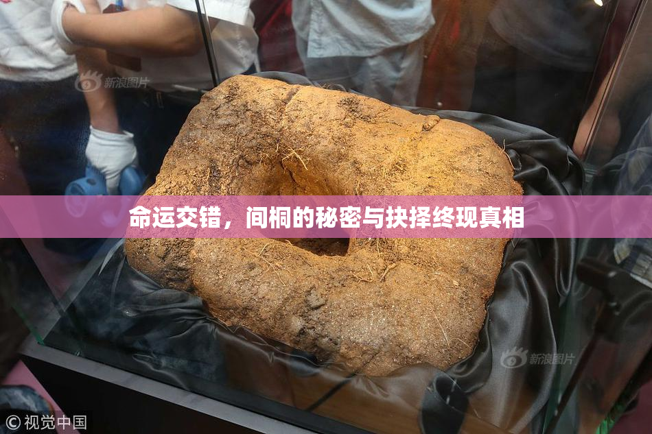 命运交错，间桐的秘密与抉择终现真相