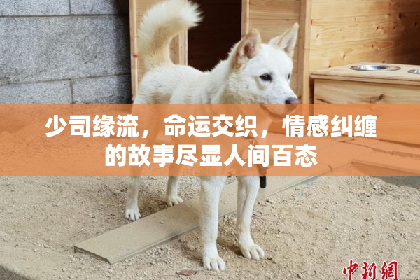 少司缘流，命运交织，情感纠缠的故事尽显人间百态