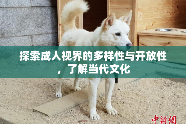 探索成人视界的多样性与开放性，了解当代文化