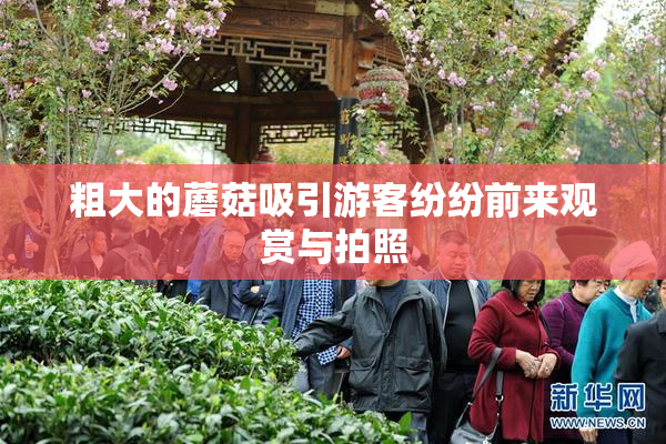 粗大的蘑菇吸引游客纷纷前来观赏与拍照