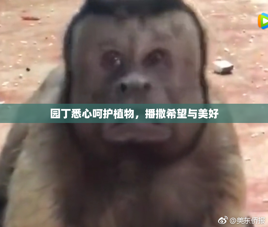 园丁悉心呵护植物，播撒希望与美好
