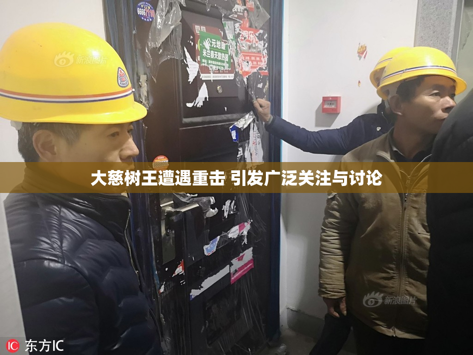 大慈树王遭遇重击 引发广泛关注与讨论