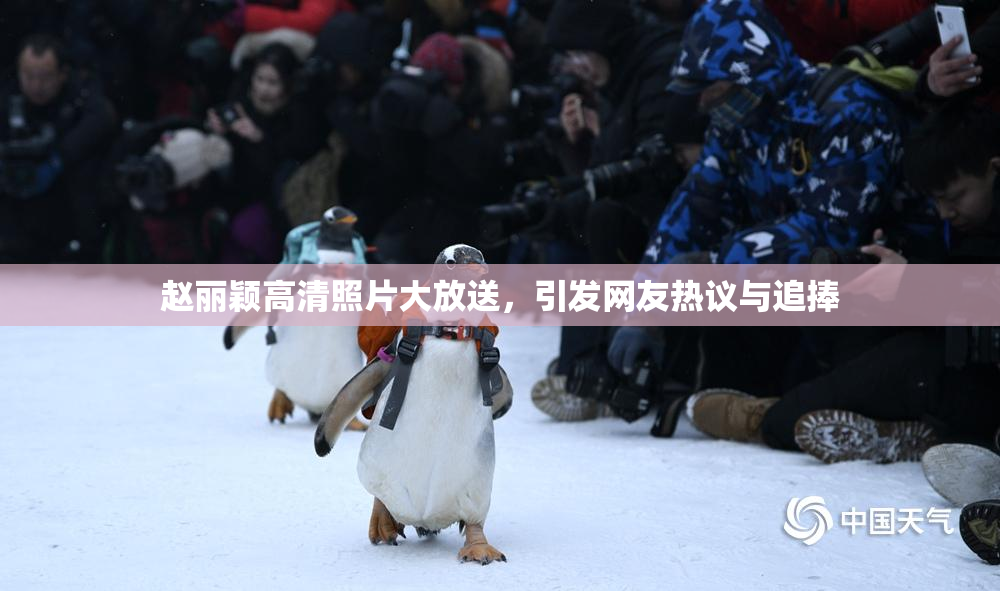 赵丽颖高清照片大放送，引发网友热议与追捧