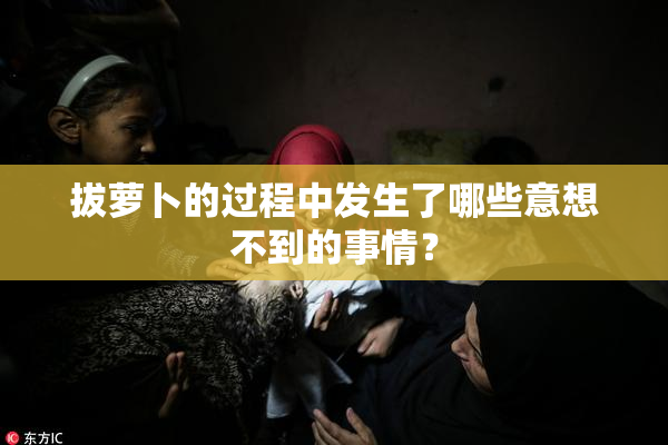 拔萝卜的过程中发生了哪些意想不到的事情？
