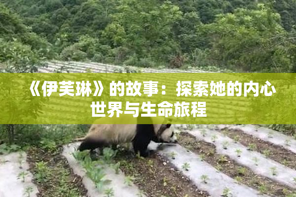 《伊芙琳》的故事：探索她的内心世界与生命旅程