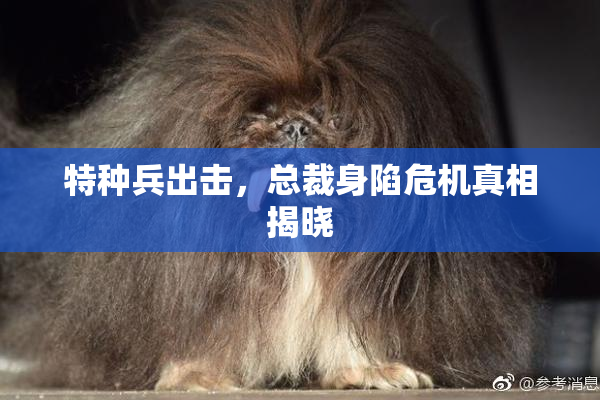 特种兵出击，总裁身陷危机真相揭晓