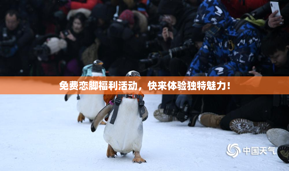 免费恋脚福利活动，快来体验独特魅力！