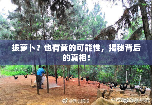 拔萝卜？也有黄的可能性，揭秘背后的真相！