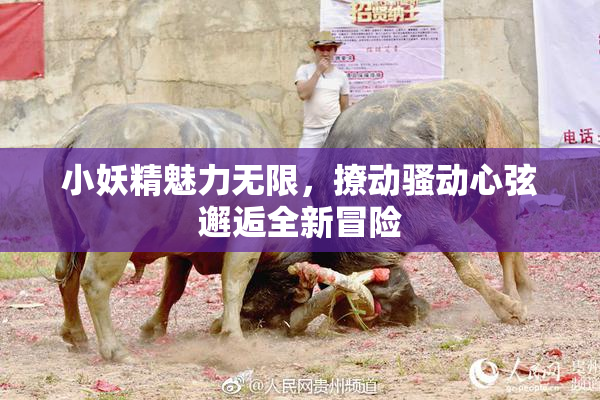 小妖精魅力无限，撩动骚动心弦邂逅全新冒险