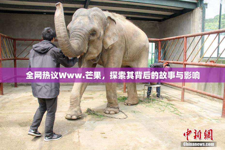 全网热议Www.芒果，探索其背后的故事与影响