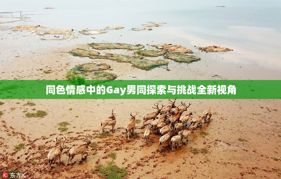 同色情感中的Gay男同探索与挑战全新视角