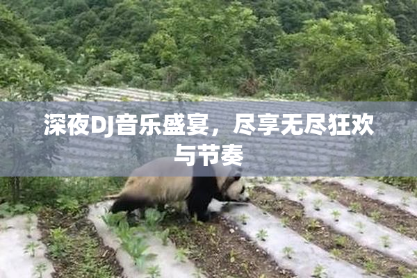 深夜DJ音乐盛宴，尽享无尽狂欢与节奏