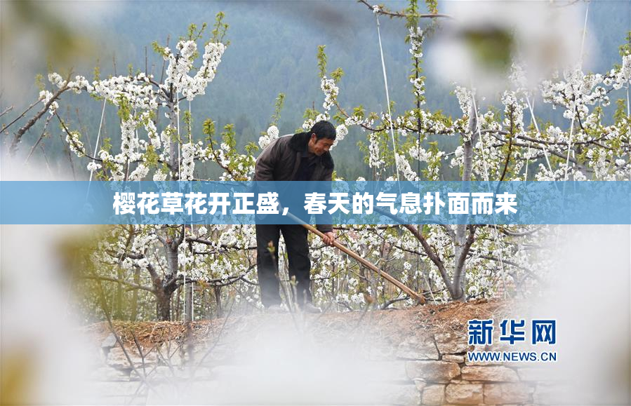 樱花草花开正盛，春天的气息扑面而来