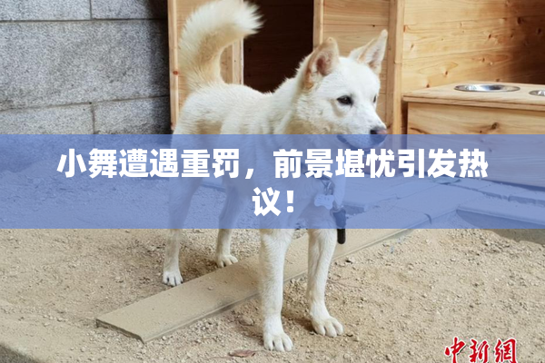 小舞遭遇重罚，前景堪忧引发热议！