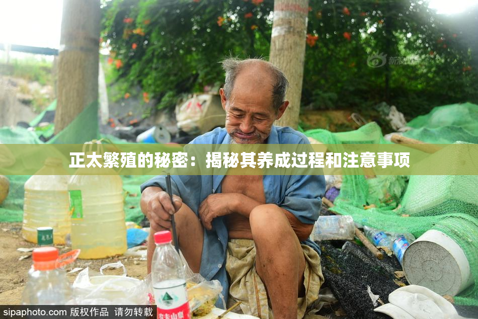 正太繁殖的秘密：揭秘其养成过程和注意事项