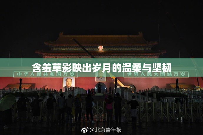 含羞草影映出岁月的温柔与坚韧