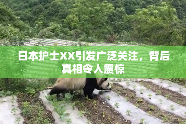 日本护士XX引发广泛关注，背后真相令人震惊