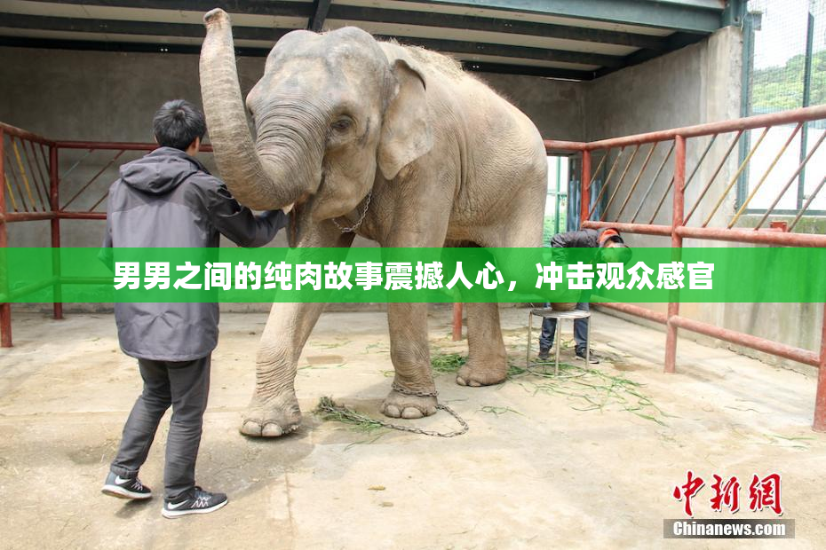 男男之间的纯肉故事震撼人心，冲击观众感官