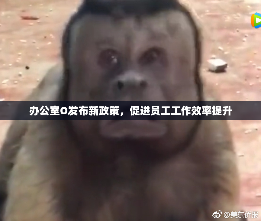 办公室O发布新政策，促进员工工作效率提升