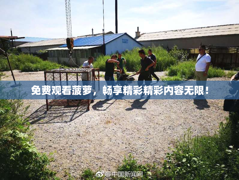 免费观看菠萝，畅享精彩精彩内容无限！