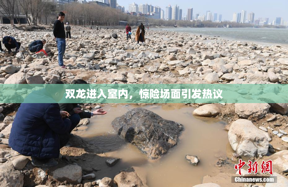 双龙进入室内，惊险场面引发热议