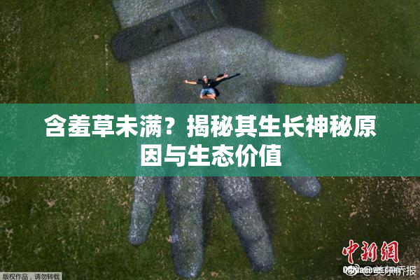 含羞草未满？揭秘其生长神秘原因与生态价值