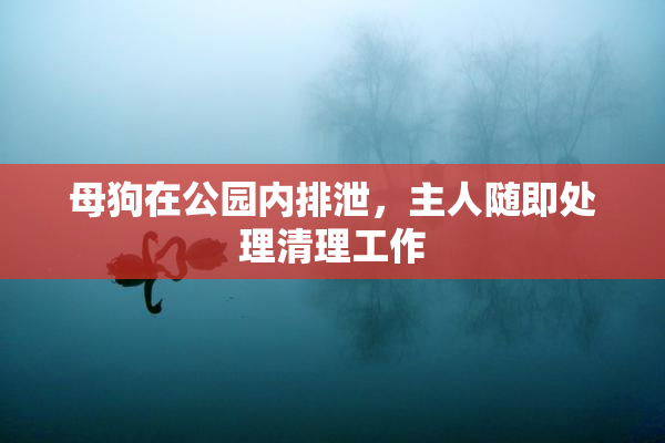 母狗在公园内排泄，主人随即处理清理工作
