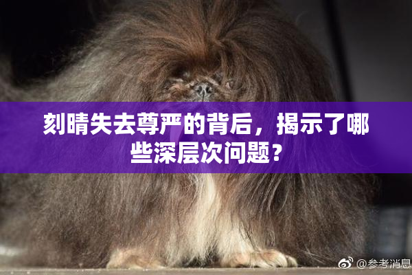 刻晴失去尊严的背后，揭示了哪些深层次问题？