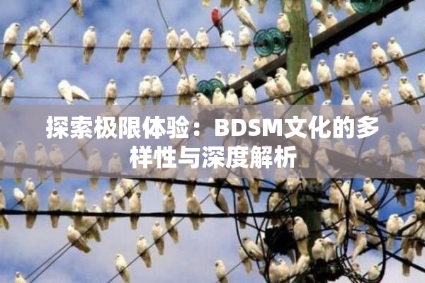 探索极限体验：BDSM文化的多样性与深度解析