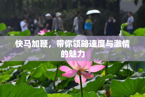快马加鞭，带你领略速度与激情的魅力