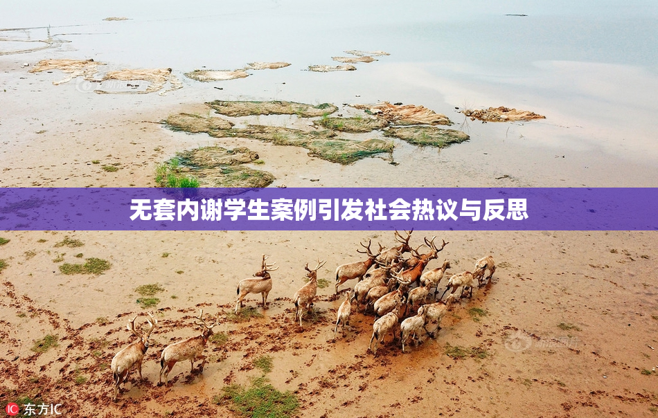无套内谢学生案例引发社会热议与反思