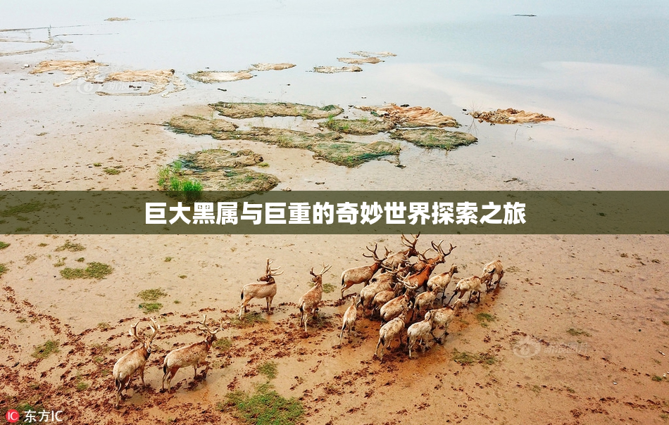 巨大黑属与巨重的奇妙世界探索之旅