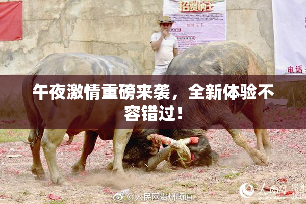 午夜激情重磅来袭，全新体验不容错过！