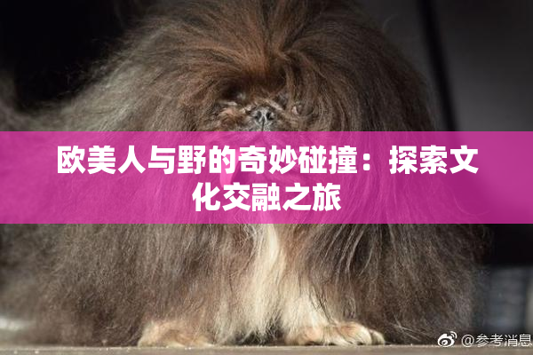 欧美人与野的奇妙碰撞：探索文化交融之旅