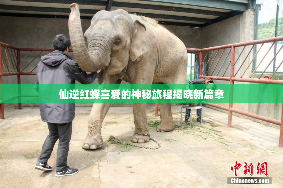 仙逆红蝶喜爱的神秘旅程揭晓新篇章
