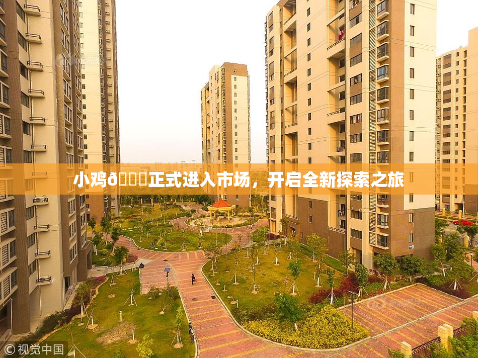 小鸡🐔正式进入市场，开启全新探索之旅
