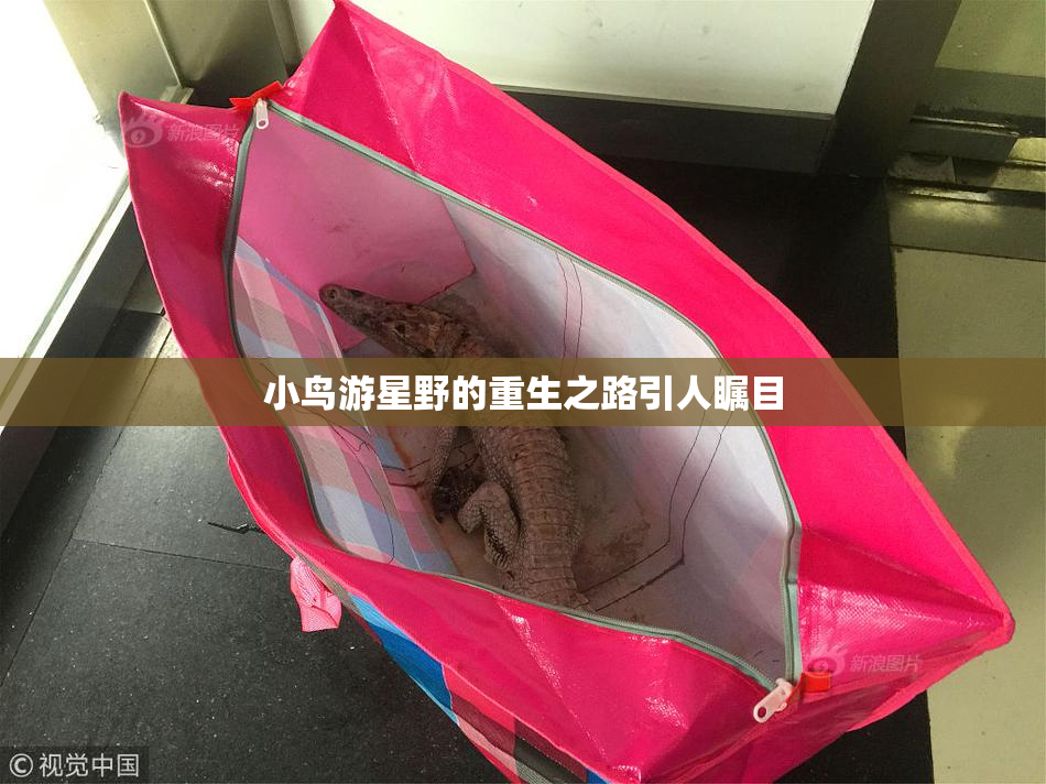 小鸟游星野的重生之路引人瞩目