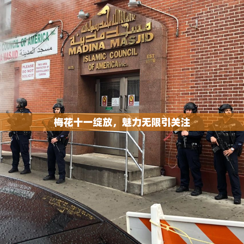 梅花十一绽放，魅力无限引关注