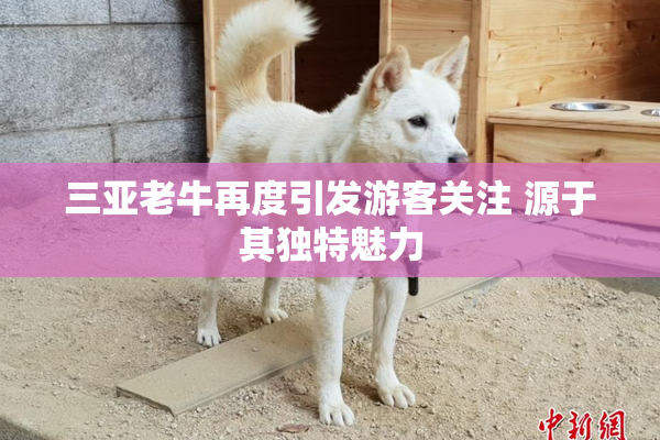 三亚老牛再度引发游客关注 源于其独特魅力