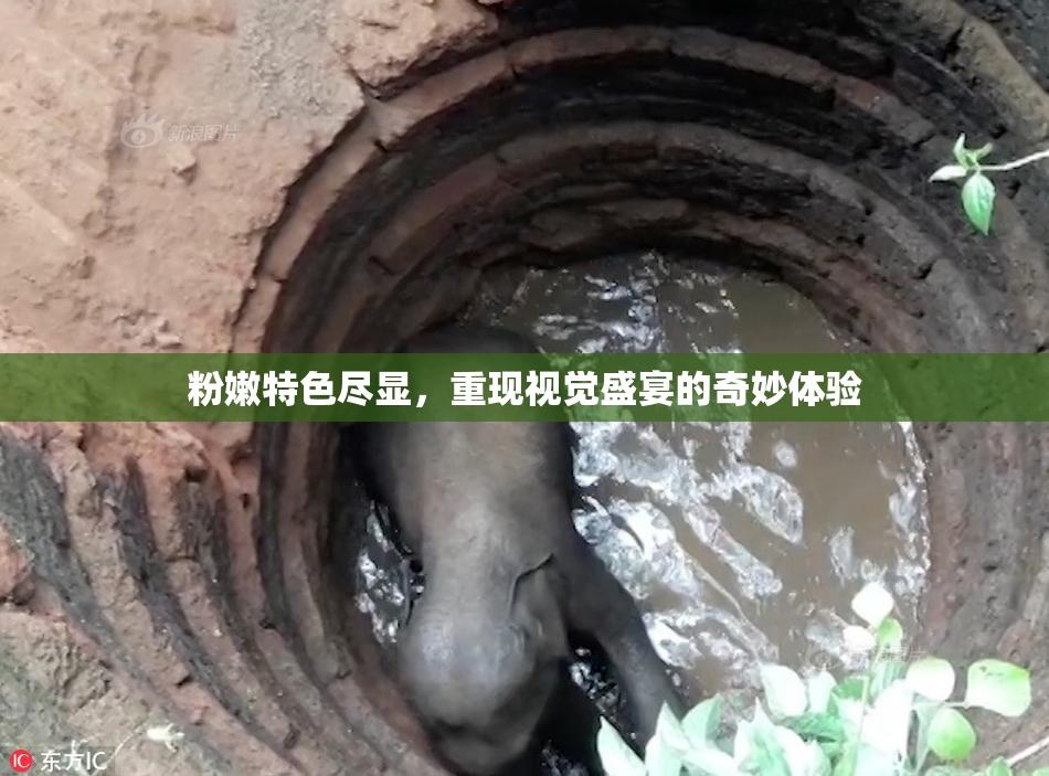 粉嫩特色尽显，重现视觉盛宴的奇妙体验