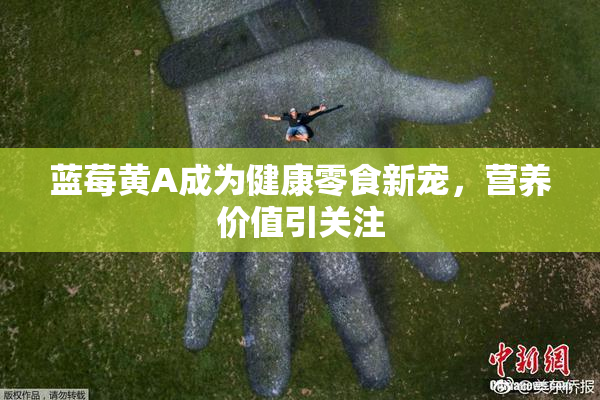 蓝莓黄A成为健康零食新宠，营养价值引关注