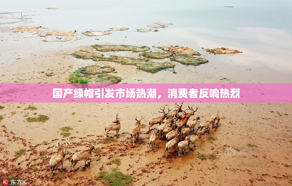 国产绿帽引发市场热潮，消费者反响热烈