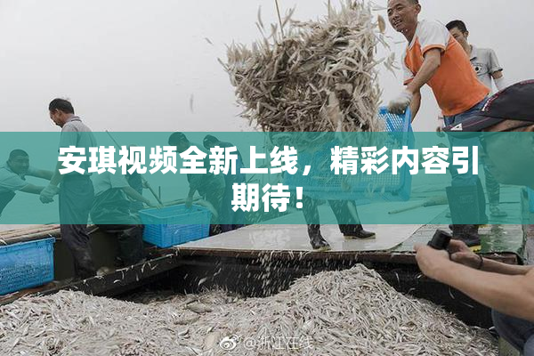 安琪视频全新上线，精彩内容引期待！