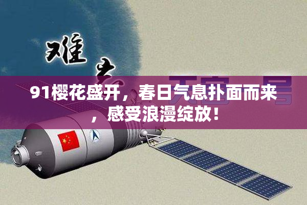 91樱花盛开，春日气息扑面而来，感受浪漫绽放！